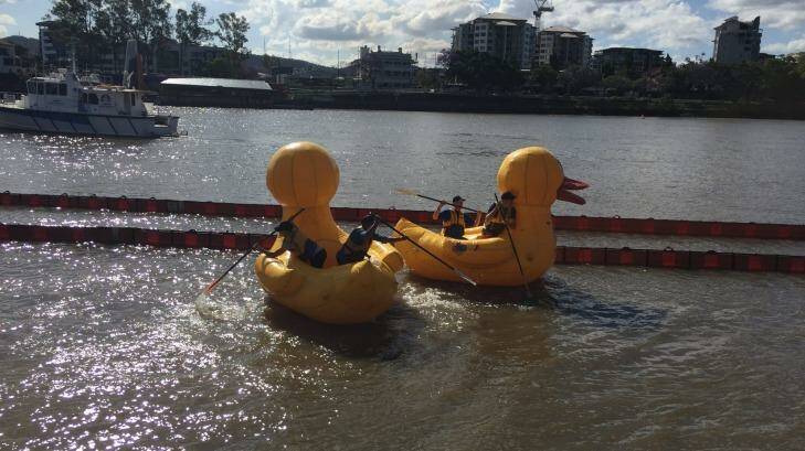 Inflatable ducks race down the Brisbane River. Photo: Toby Crockford - Fairfax Media