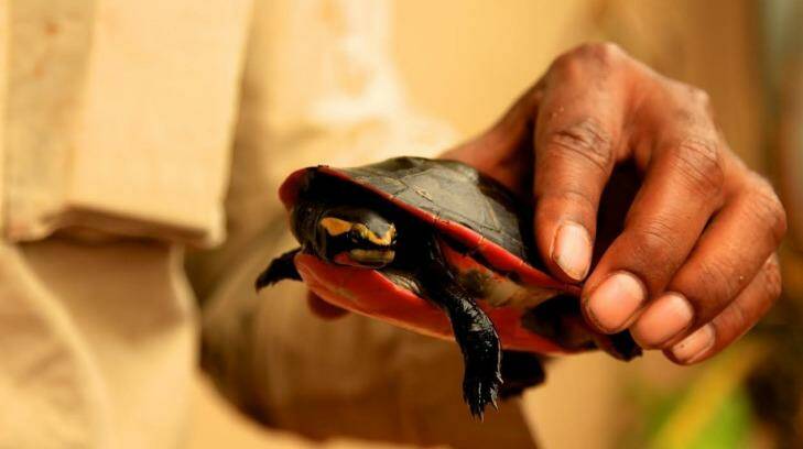 The Jardine River Painted turtle, native to Queensland'?s Cape York, has not been formally sighted since 1989 ... until now.