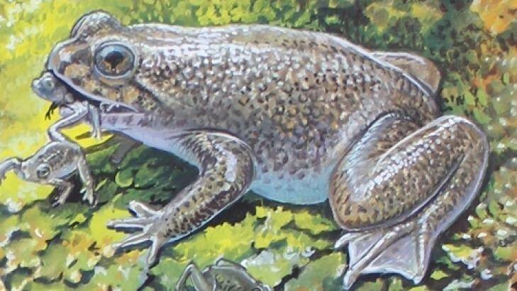 An artist's impression of the southern gastric brooding frog in its natural habitat Photo: Peter Schouten