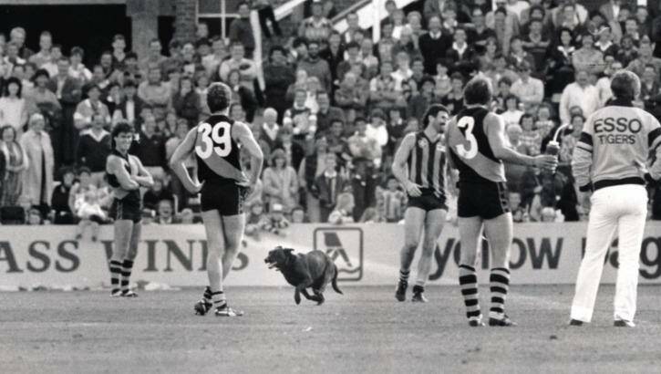 An omen? A black dog stops play between Hawthorn and Richmond during a match at Princes Park in 1986.
 Photo: John French