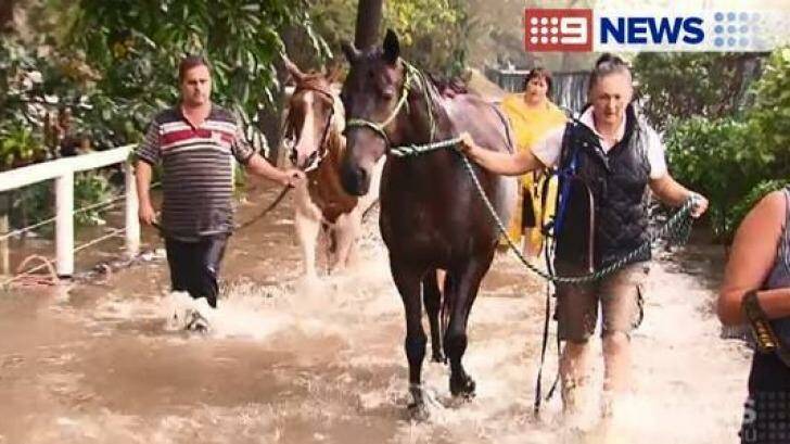 Members of the public rescued horses from the Cartmill Centre for Riding for the Disabled Association in Burpengary last year. Photo: Nine News
