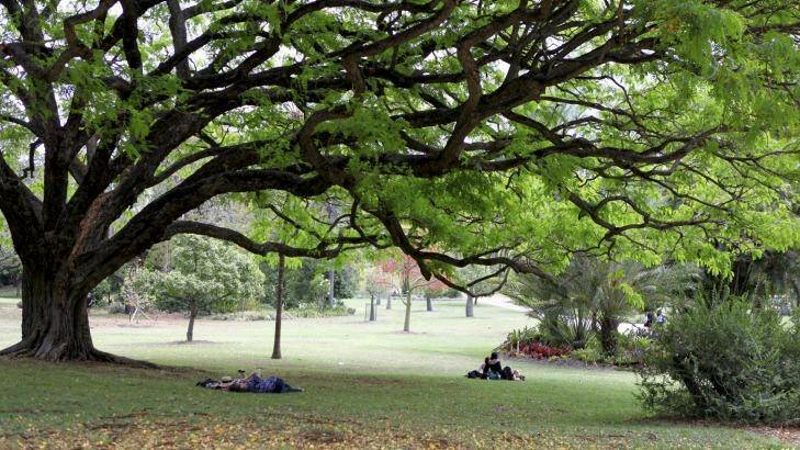 Researchers have found health benefits for people who spend 30 minutes a week in parks, such as the Brisbane Botanic Gardens in the CBD. Photo: Michelle Smith