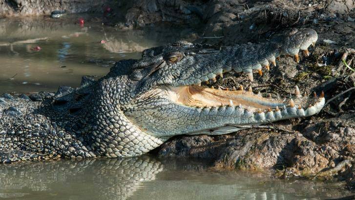 Crocodiles are on a long list of threats from which we are being protected by the state government. Photo: File