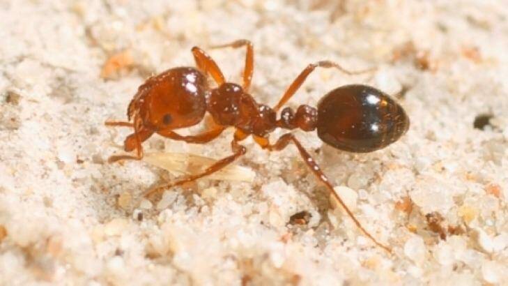 Fire ants are in the move to Lockyer Valley's crucial vegetable grounds. Photo: Department of Agriculture and Fi