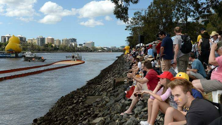 Crowds flock to the banks of the Brisbane River to watch the country's largest duck race. Photo: Bradley Kanaris