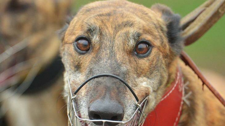 The Racing Minister has announced a review of the greyhound industry. Photo: Joe Armao