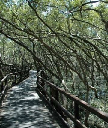 Wynnum Mangrove Boardwalk. Photo: Supplied