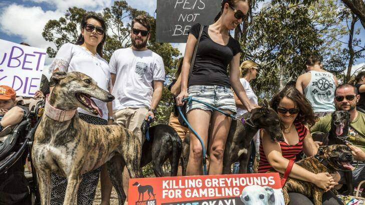 Protesters say a new greythound racing track will perpetuate animal cruelty and add to Logan's gambling problems. Photo: Glenn Hunt