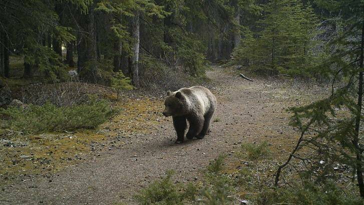 Sarah's cameras captured this grizzly in its element. Photo: Supplied