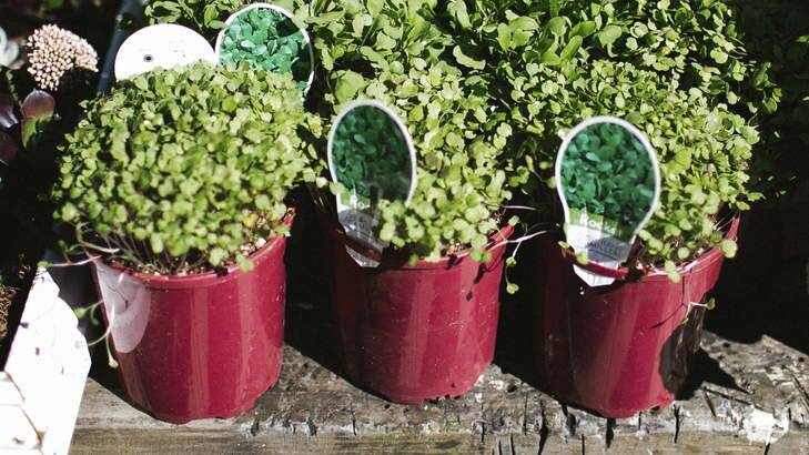 Potted herbs.