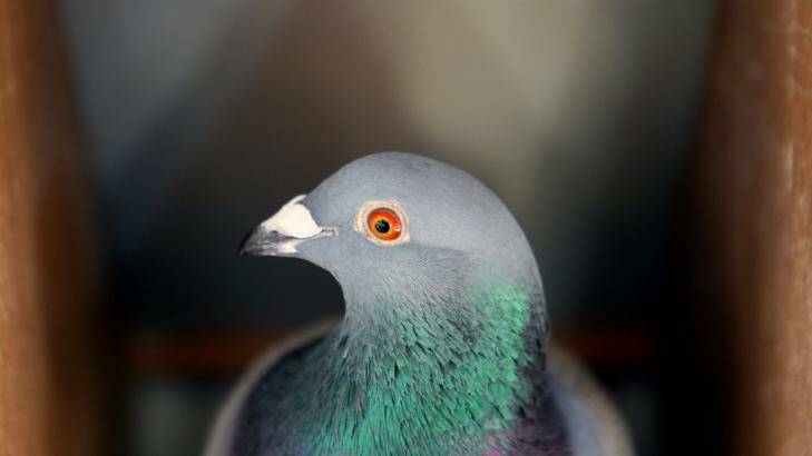 Researchers have found a link between an extinct species of pigeon and the dodo. Photo: Adam McLean