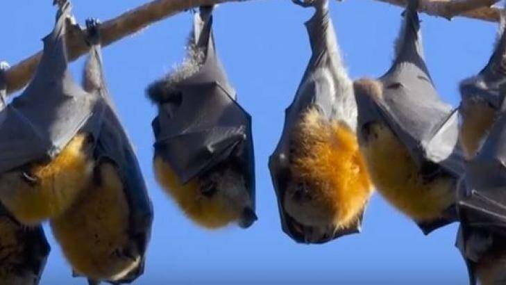 There are now 680,000 flying foxes in 10 roosts on the Sunshine Coast. Photo: Supplied