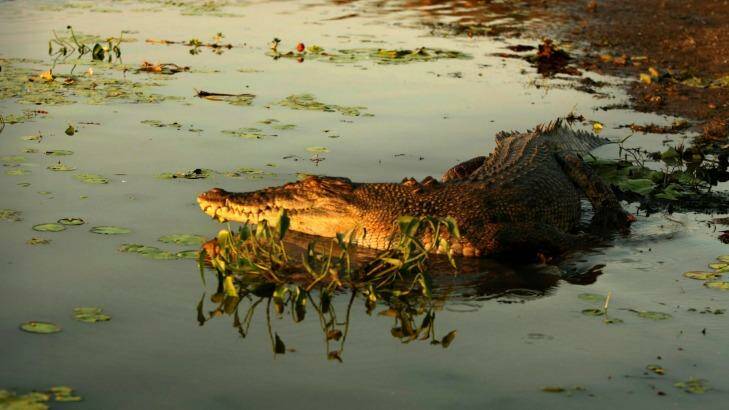 Labor says it would extend the Crocodile Urban Management Area. Photo: Jacky Ghossein