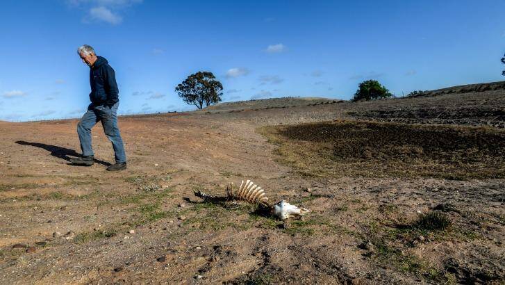 John Vanston on his property near Bridgewater, Victoria, earlier this year. Climatologists say 2015 is likely to exceed 2014 as the hottest year on record. Photo: Justin McManus