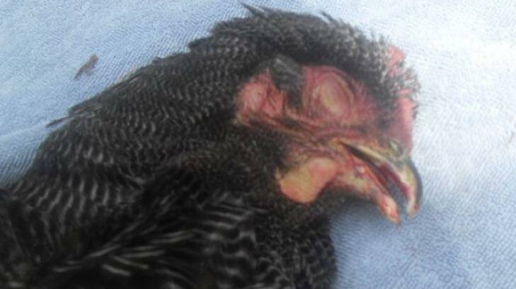 Poisoned poultry at Dakabin, one of the hens that died from cancerous lesions. Photo: Tony Moore
