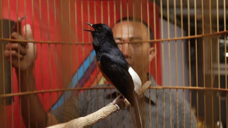 Aa Aa Bird Club co-founder Aris Margono with a white-rumped shama named Raden Hud-Hud NAD, who can mimic the songs of at least 10 other birds.
