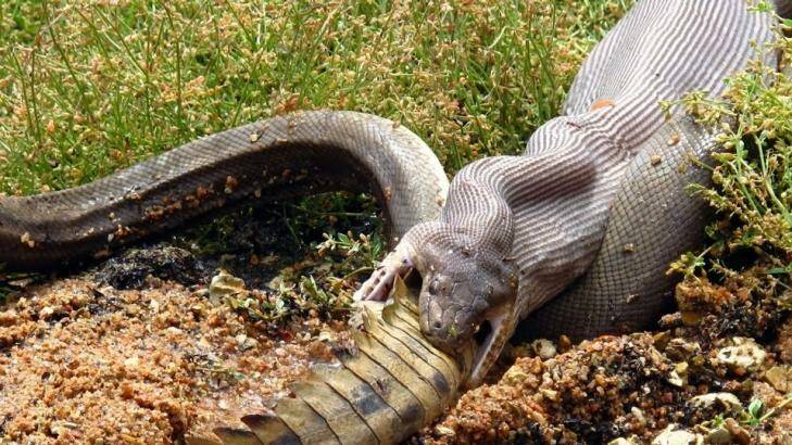 A snake battles to eat a crocodile at Lake Moondarra near Mt Isa. Photo: Marvin Muller