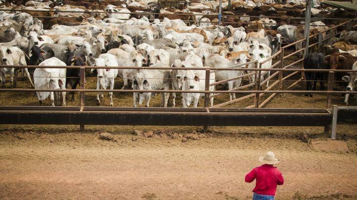 Indonesia is considering diversifying its sources of beef, which could mean big changes and challenges for the Australian export industry. Photo: Glenn Campbell