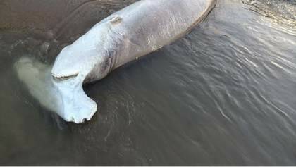 Fisheries Queensland is investigating how a de-finned shark came to be washed up on Kewarra Beach in north Queensland. Photo: Marissa Calligeros