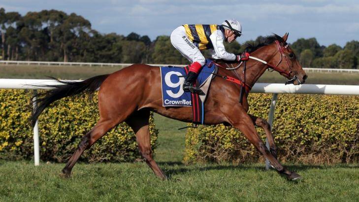 Warrnambool Cup hope: Master Zephyr, ridden by Dean Yendall, streaks home to win the Terang Cup.  Photo: Rob Gunstone