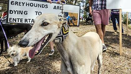 Greyhound racing protest