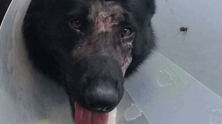 Bravo the police dog was treated by a veterinarian after it was "set upon" at the Gold Coast. Photo: Queensland Police Service