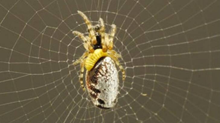 A parasitised spider on an orb web. Photo: Keizo Takasuka
