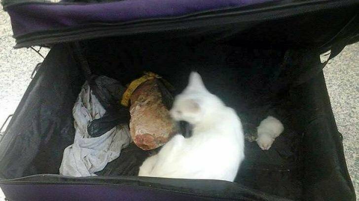 A cat and her five kittens have been found dumped in a suitcase by Eli Creek. Photo: Supplied