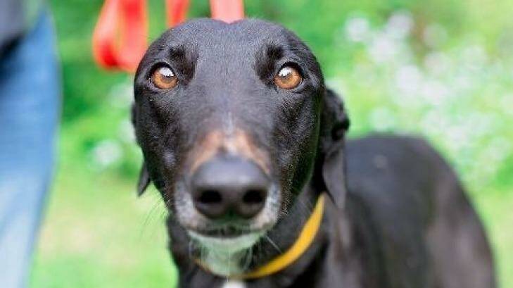By going into household foster care, greyhounds will have the best chance of living a long and happy life after the track. Photo: Animal Welfare League Queensland