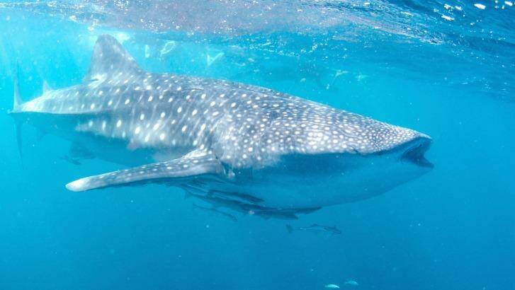 Whale sharks, the biggest fish on earth, can be found hanging out off the Ningaloo? Reef in Western Australia from late March to early July each year. Photo: iStock