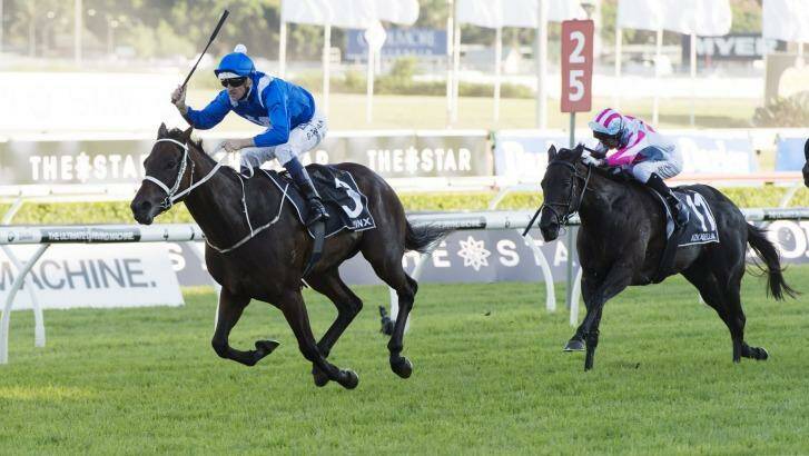 Star attraction: Winx has been the year's outstanding horse.  Photo: James Brickwood