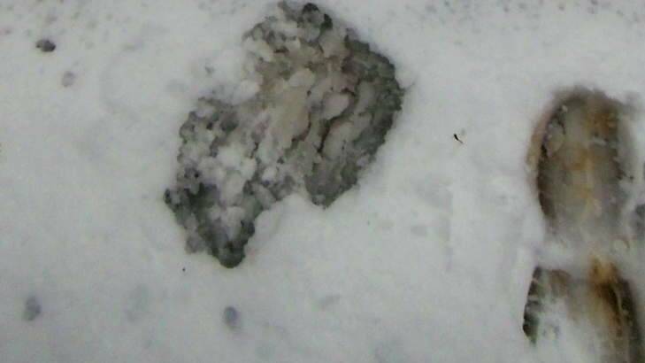 Impact: A size-14 boot mark next to the mystery print in the snow at the Brindabellas.