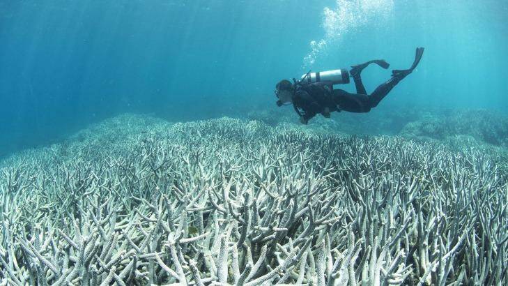 Coral bleaching on the Great Barrier Reef. Photo: XL Catlin Seaview Survey