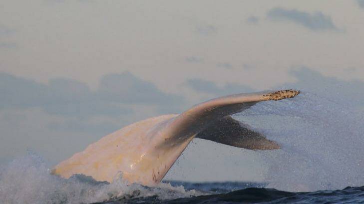 Migaloo is Botany Bay as he makes his way up the east coast. Photo: www.whalewatchingsydney.com.au