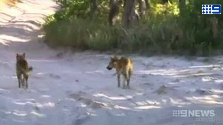 The attack by a pack of dingos on a 25-year-old man on Fraser Island has again re-ignited debate about the management of the wild dogs on the island.