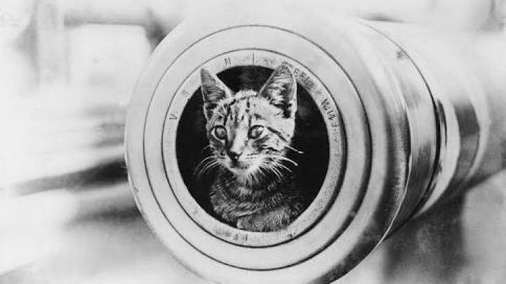 Red Lead, the ship's cat, on board HMAS Perth. She perished with the vessel. Photo: Supplied