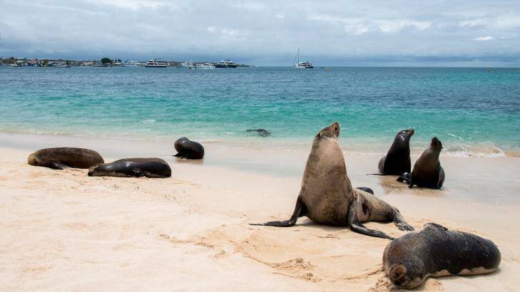 Sea lions in the beach at San Cristobal, Galapagos.  Photo: Boyd Hendrikse