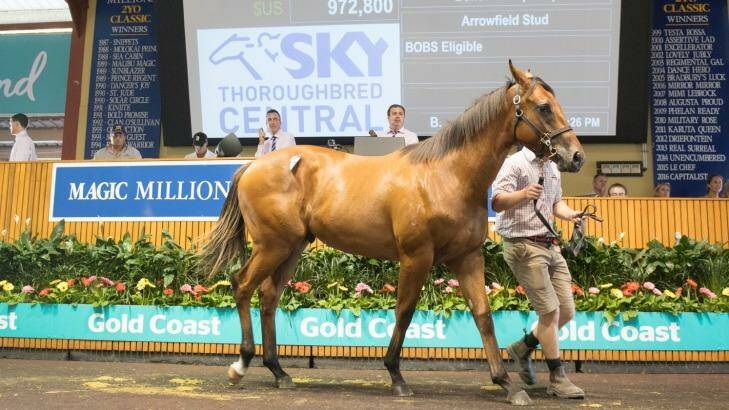 Top prize: The son of Redoute's Choice goes for $1.3 million. Photo: Michael Mcinally