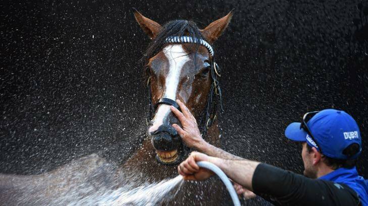 Hartnell enjoys a hose down after his work at Moonee Valley on Thursday. Photo: Vince Caligiuri/getty
