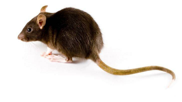 Brisbane CIty Council denies the city is in the grips of a rat infestation.