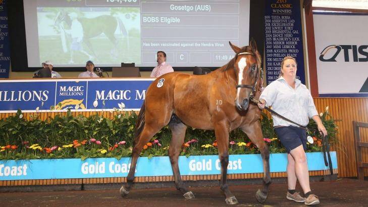 Condor Heroes goes through the ring at the Magic Millions sale on the Gold Coast in January. Photo: supplied