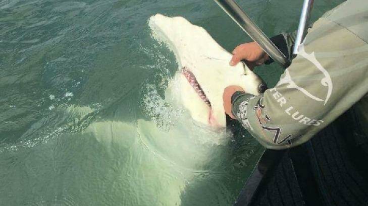 The hammerhead shark was caught in the mouth of the Brisbane River. Photo: Kurt Ockenfels