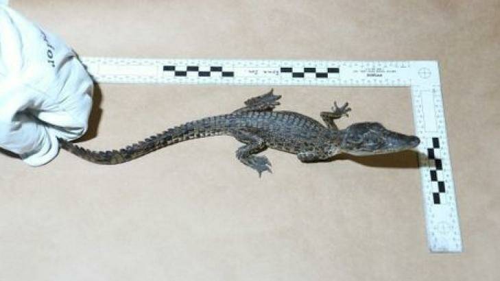 Saltwater crocodile seized by authorities. Photo: QPS