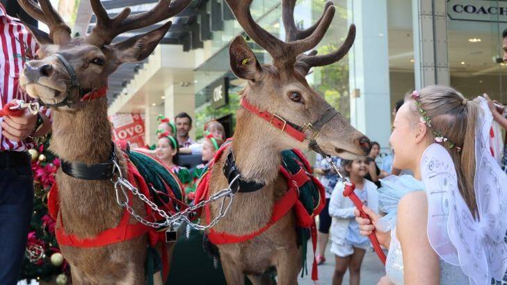 Reindeer in Brisbane's CBD? Christmas must be around the corner. Photo: Brisbane City Council