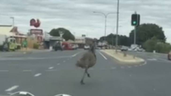 The emu has been running through the streets of Emerald. Photo: Kristyl Pike/Facebook