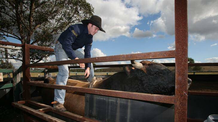 Professional bull rider Cody Heffernan prepares for another rough ride. Photo: Tony Walters