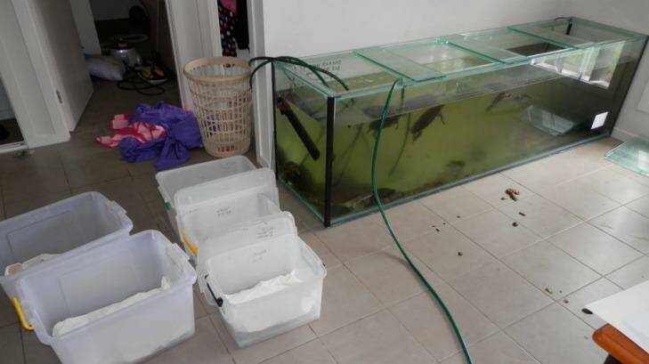 Turtles found living in awful conditions during a recovery operation. Photo: Supplied