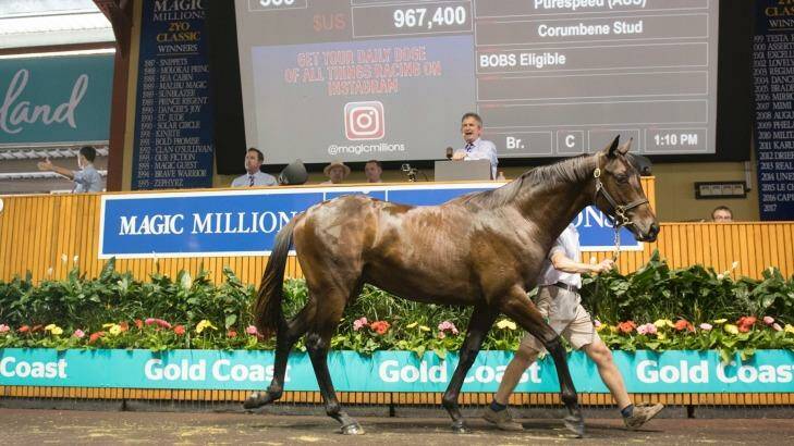 Regally bred: This colt by More Than Ready from Purespeed sold for $1.3 million at the Magic Millions sales on Thursday.  Photo: Magic Millions