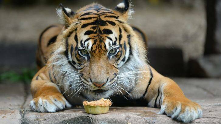 Juma the Sumatran Tiger  digging into a pie to celebrate Australia Day. Photo: Australia Zoo