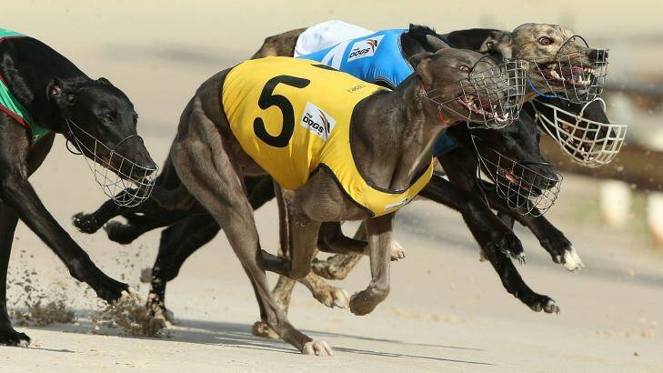 Out of action: At least half of all greyhounds bred to race were killed in the past 12 years. Photo: Anthony Johnson